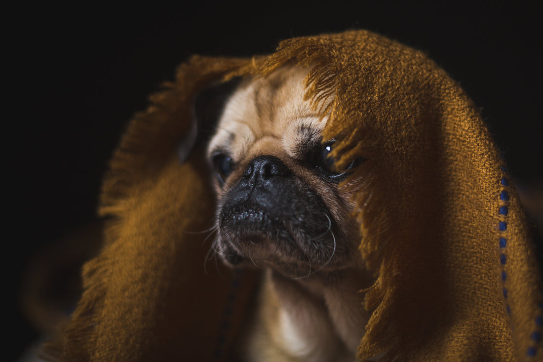 Life with Pets Made Easy: The Best Pet-Friendly Couches of the Year