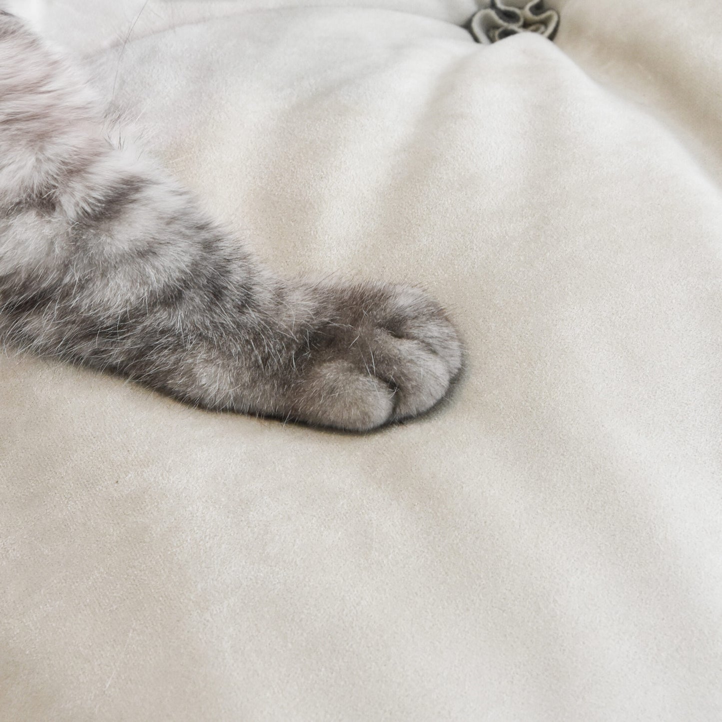 Close-up of a cat paw on a beige suede sofa