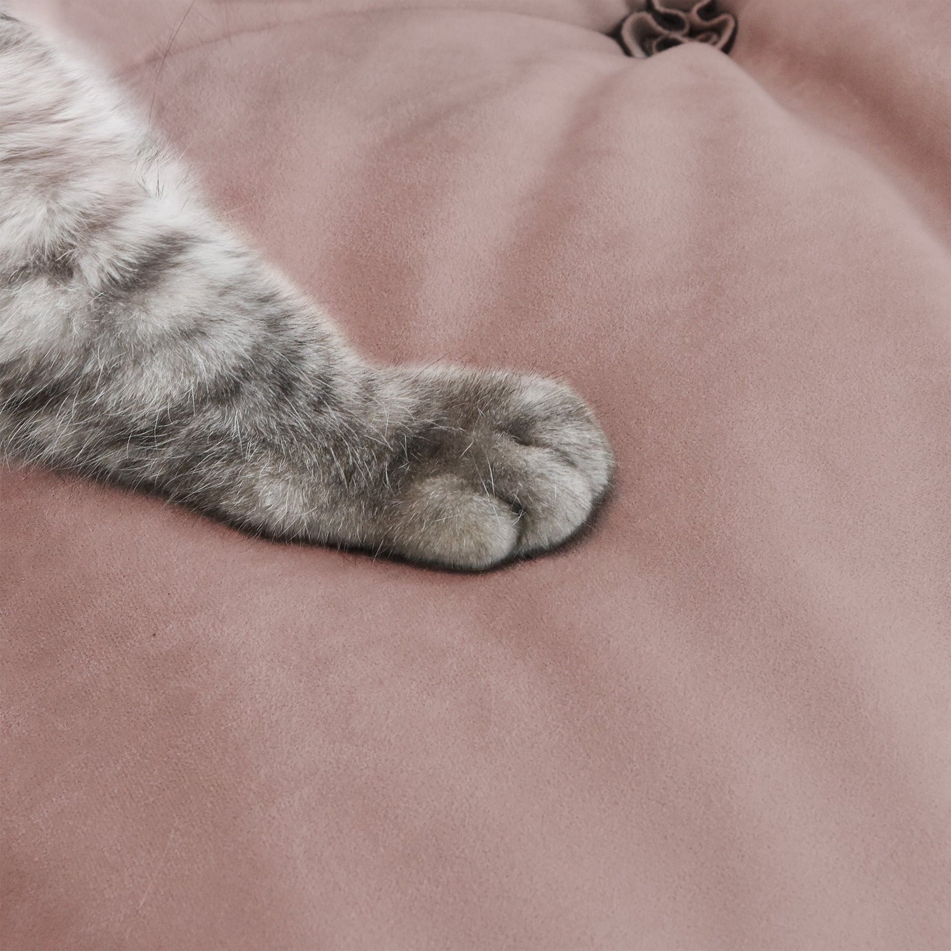 A cat paw pressing on a suede anti-scratch fabric of a pink sofa